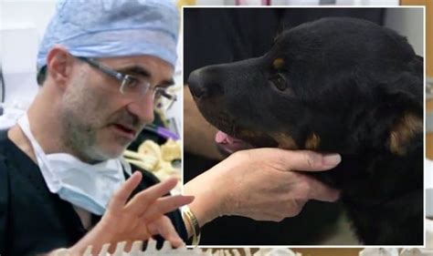 The Supervet Fans In Tears As Prof Noel Shares Harrowing Story Behind