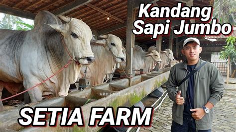 KANDANG BERKAH SETIA FARM TEMPAT SAPI JUMBO YANG VIRALL YouTube