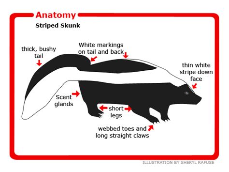 Skunk Anatomy Diagram