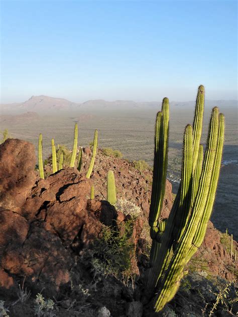 Organ Pipes Twin Peaks Organ Pipe Cactus National Monument Arizona