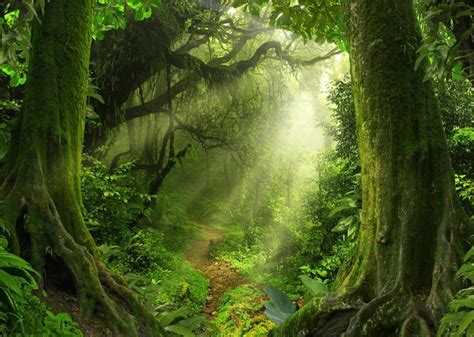 Yongfoto X Ft Jungle Forest Backdrop Old Trees Green Vine Dirt Road