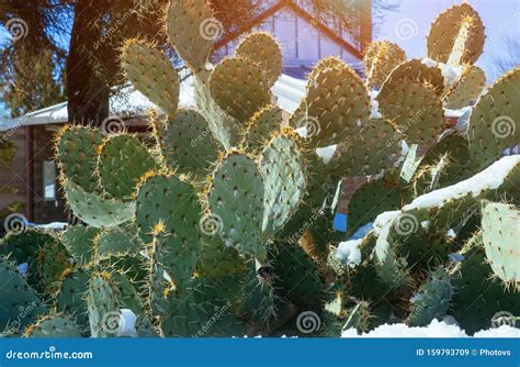 Prickly Pear Cactus Snowfall in the Covered in Snow Arizona after ...