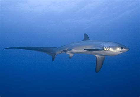 Bigeye Thresher Shark | The Life of Animals