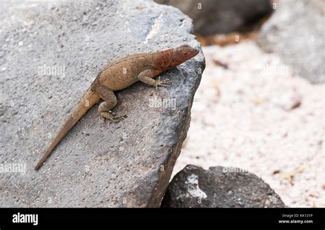 Galápagos Lagarto de Lava Microlophus albemarlensis o Albemarle