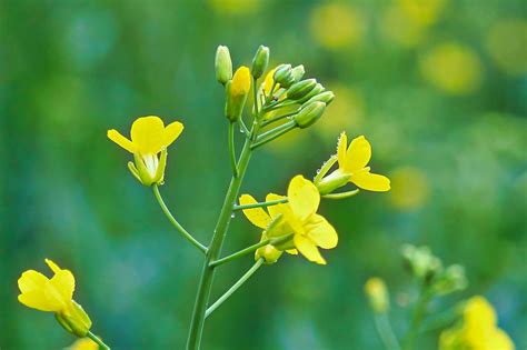 Gm Mustard Need To Address Economic Issues Of Using The Crop