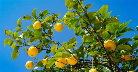 Cómo Decantar Correctamente La Planta De Limón Trucos Casa Jardin