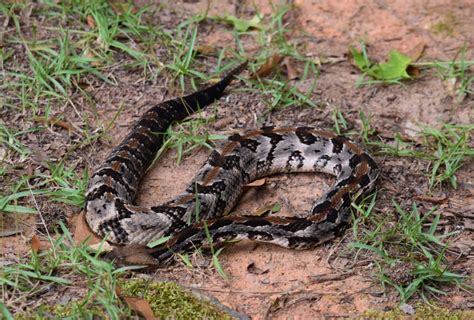 42" Timber Rattlesnake (9 rattles) (aka, Canebrake Rattlesnake) (Athens ...