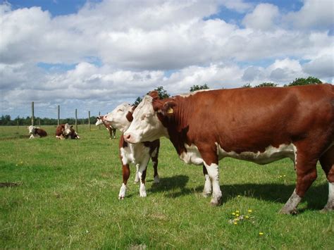 10 most popular beef cattle breeds in the United States | AGDAILY