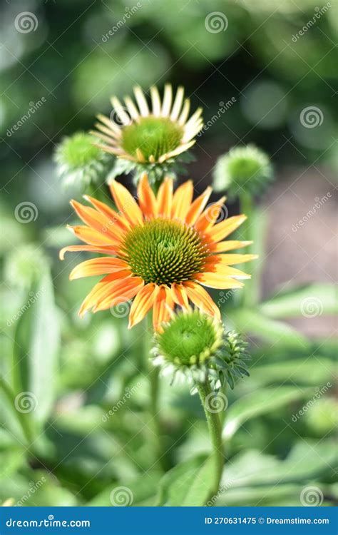 Coneflower Echinacea Purpurea Stock Image Image Of Petal Roadside