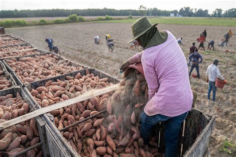 Cultivo De Batata Conoce Sus Tipos Manejo Y Generalidades