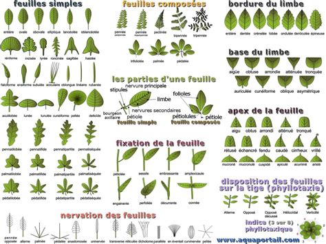 Feuille Définition Types Morphologie Couleur Aquaportail