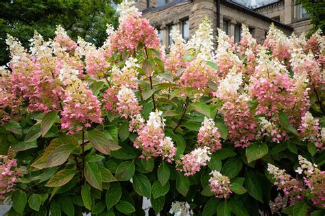 How To Care For Strawberry Sundae Hydrangeas