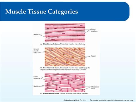 PPT - Lesson 5.1: Muscle Tissue Categories and Functions Lesson 5.2 ...