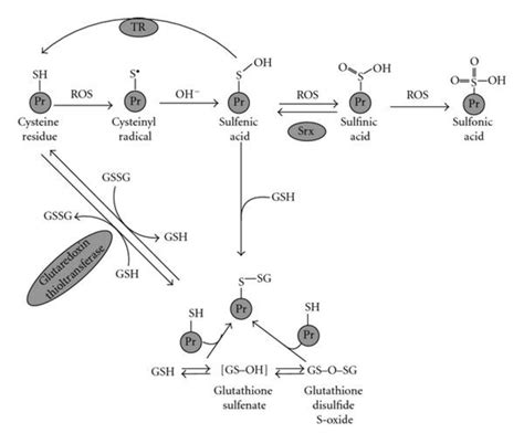 Oxidation Of Protein Cysteine Residues To Sulfenic Sulfinic Or Download Scientific Diagram