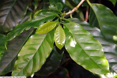 Coffea arabica (Arabian Coffee, Coffee, Coffee Plant) | North Carolina ...