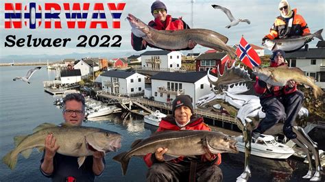 Angeln In Norwegen 2022 Insel Selvaer Bei Traena YouTube