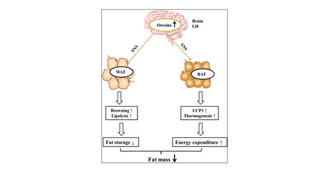 Physiological Implications Of Orexins Hypocretins On Energy Metabolism