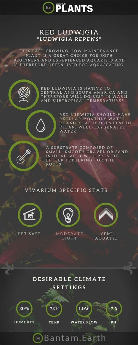 Ludwigia Repens Red Ludwigia Plant Care Guide