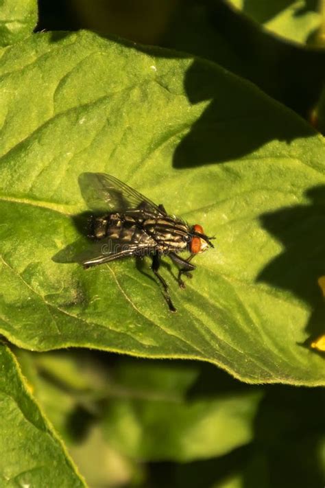 The World Of Insects Butterflies Flies Bees Bumblebees Dragonflies