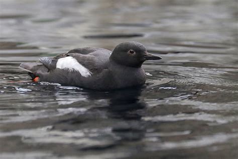 Pigeon Guillemot Seward Coast Alaska 1707 Alan Gutsell Flickr