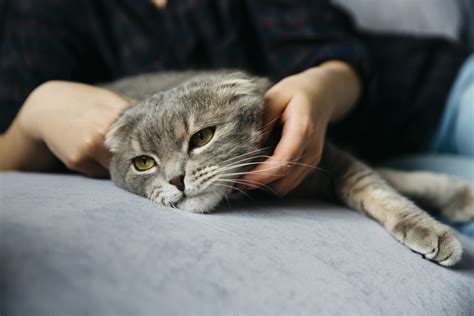 Gato Gripado Saiba O Que Fazer Ipatas