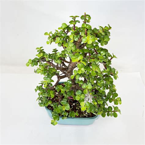 Mini Jade Portulacaria Afra Bonsai Tree Bonsai Outlet N0 16184