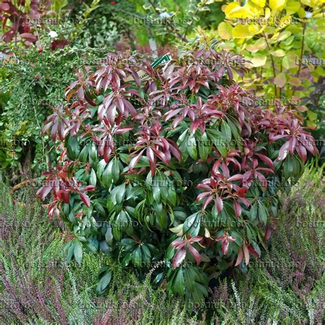 Image Japanese Pieris Pieris Japonica Katsura 490109 Images And