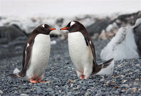 Do Penguins Have Knees Smore Science Magazine