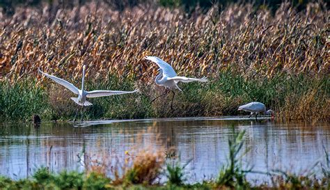 Wild Birds Overwinter In N Chinas Yuncheng Salt Lake 8 Peoples