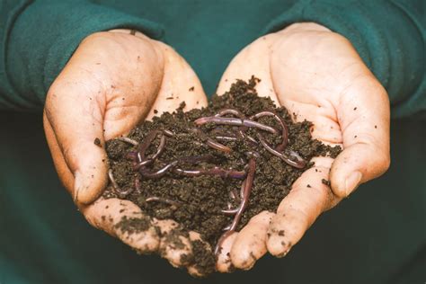 Worm Feeding 101: What Do Earthworms Eat for Healthy Soil? - Ecowiser