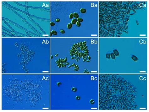 Photographs of airborne cyanobacteria (A): Nostoc sp. (CCAA 03; (a ...