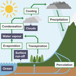 Bbc Bitesize Gcse Biology Water Nitrogen And Carbon Cycles