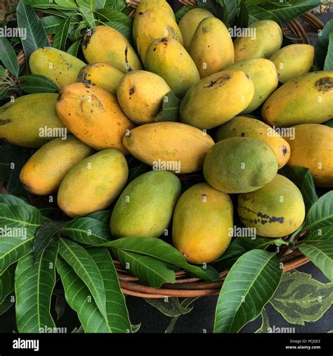 Basket Of Fresh Mangoes Stock Photo Alamy