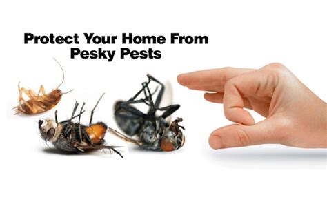 How To Protect The Home From Pests Pest Control Tips And Tricks