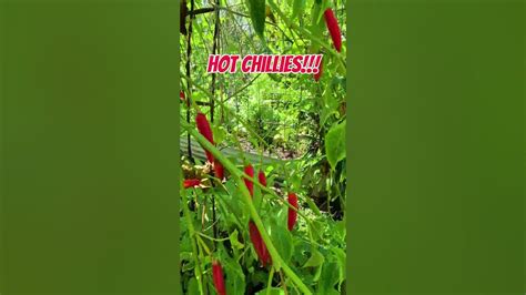 Hot Chillies 🌶️🌶️🌶️ Spice Chilli Yummy Plants Youtube