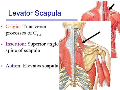 Lab Activity Group I Muscles Martini Chapter