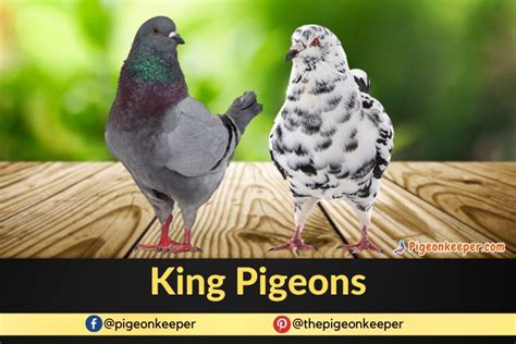 King Pigeons: Breed Standard and History