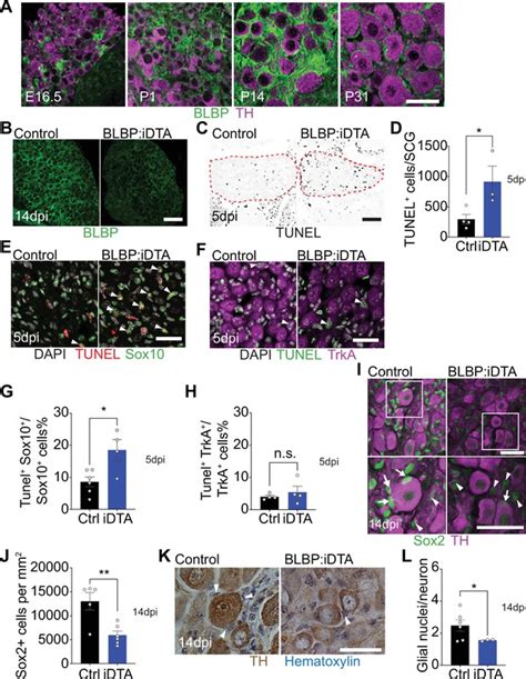 Satellite Glia Modulate Sympathetic Neuron Survival Activity And Autonomic Function Elife