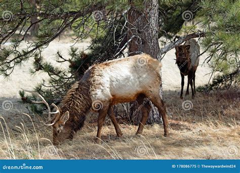 Bull Elk with Antlers in Winter Coat Stock Image - Image of sleepy, male: 178086775