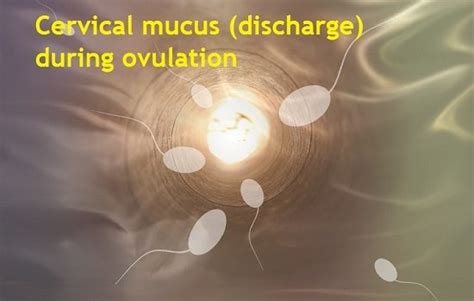 What does your Discharge look like when you are Ovulating ...