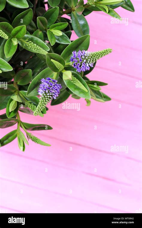 Hebe Plant Isolated On A Pink Background Directly Above New Zealand