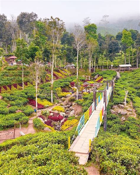 Kebun Teh Gunung Gambir Objek Wisata Alam Jember Dengan Banyak Spot