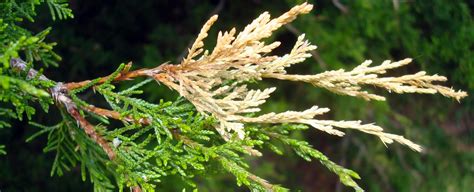 Juniper Tip Blight Tree Disease Services Nj Plant Solutions