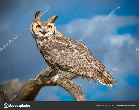 Great Horned Owl Talons