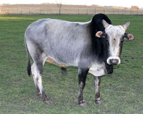 Zebu Wallpaper And Background Animals Town