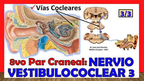 Vo Par Craneal Nervio Vestibulococlear V As Cocleares De La