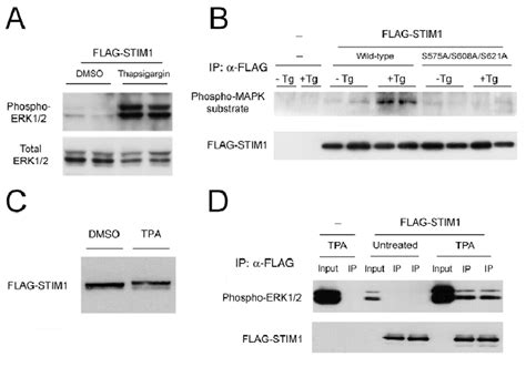 Activation Of Erk By Thapsigargin Or Tpa And Consequences On Stim