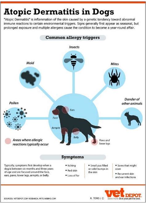 What Is Dog Dermatitis