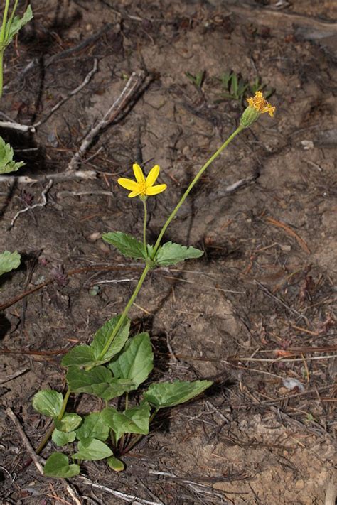 Plantfiles Pictures Arnica Species Broadleaf Arnica Daffodil