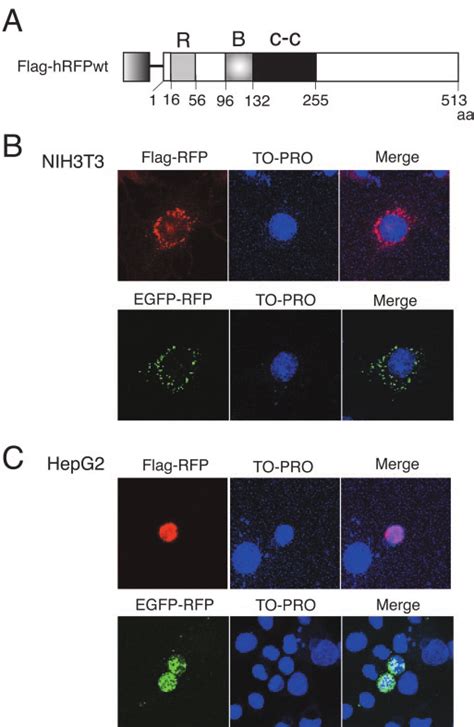 Subcellular Localization Of RFP In NIH3T3 And HepG2 Cells Panel A